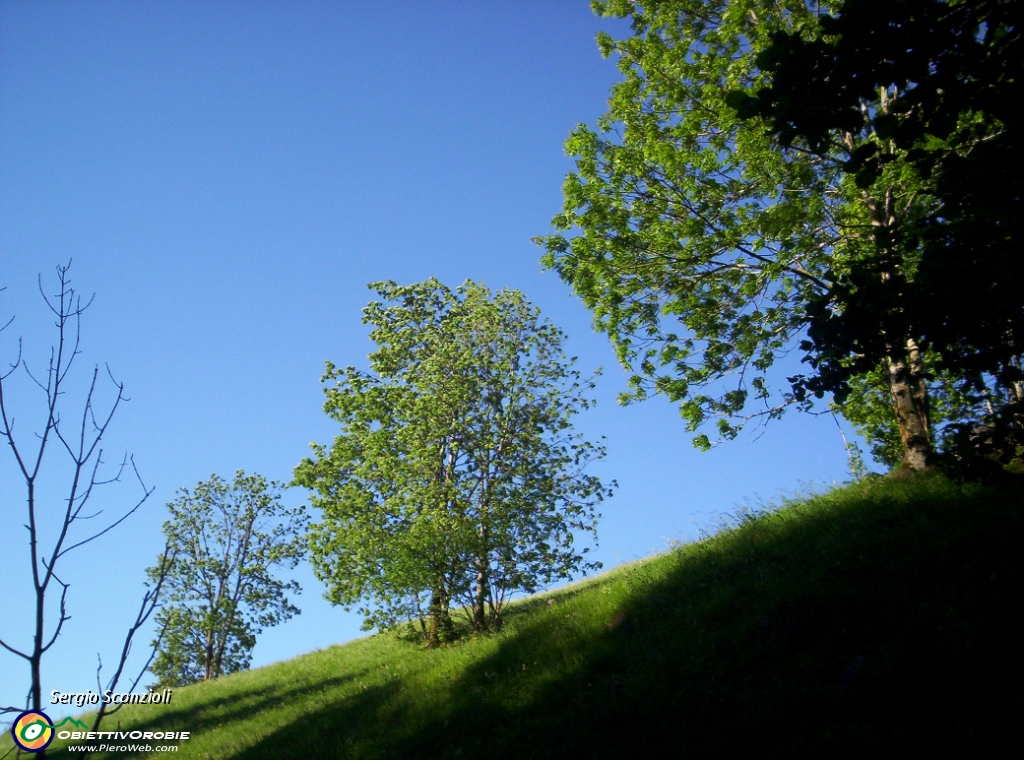 08 Cielo terso e verdi alberi.JPG